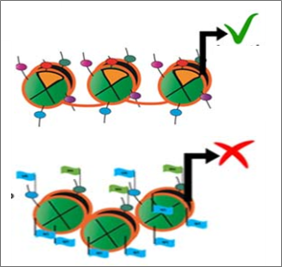 Histone Variants and Cancer