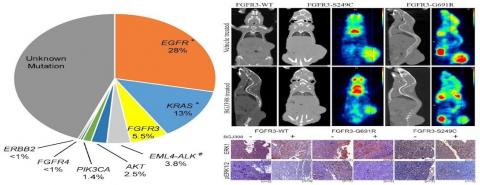 Drug-sensitive FGFR3 mutations in lung adenocarcinoma