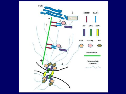 Tissue organization and regulation by 14-3-3