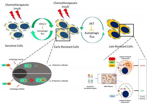 Understanding the modulation in MAPK/ERK and PI3K/AKT signalling during acquirement of drug resistance