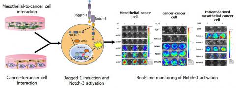 Consequence of differential activation of Notch signalling in ovarian cancer progression and chemo resistance