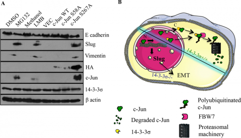 Loss of 14-3-3σ leads to the stabilization of c-Jun resulting the induction of an EMT. 